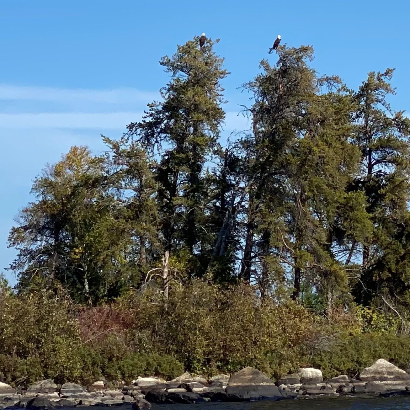 Eagle's perched high in Voyageurs National Park